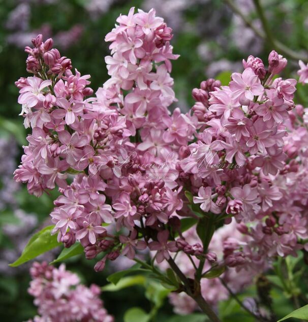 Сирень "Эдвард Дж. Гарденер" / Syringa vulgaris "Edward J. Gardener" — фото 3