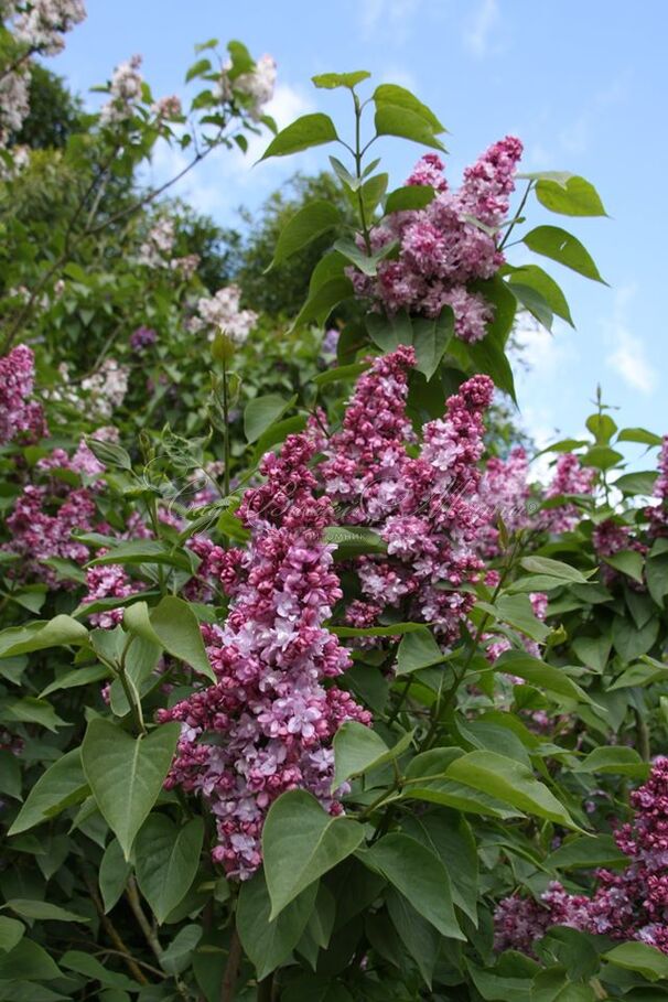 Сирень "Эдди Тишлер" / Syringa vulgaris "Addie Tischler" — фото 2