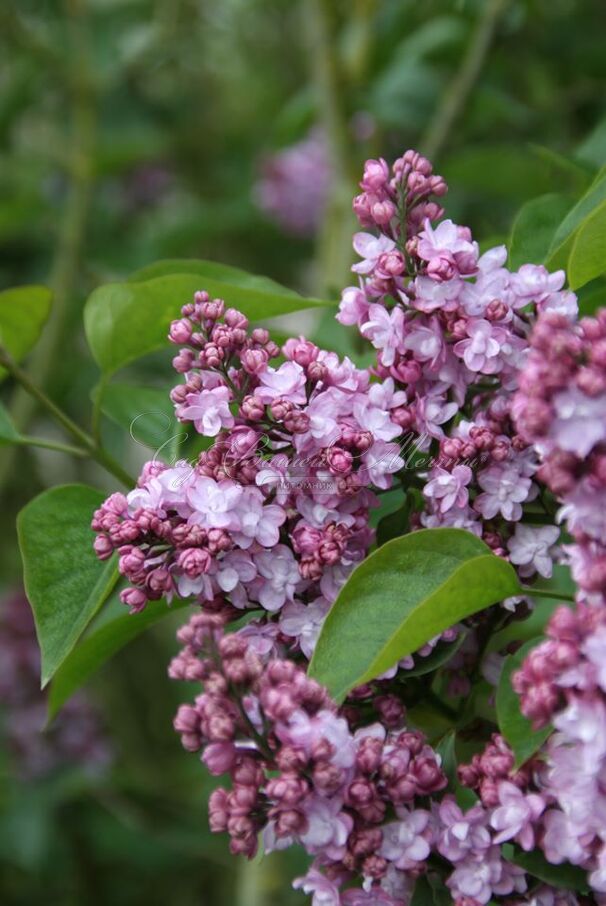 Сирень "Эдди Тишлер" / Syringa vulgaris "Addie Tischler" — фото 3