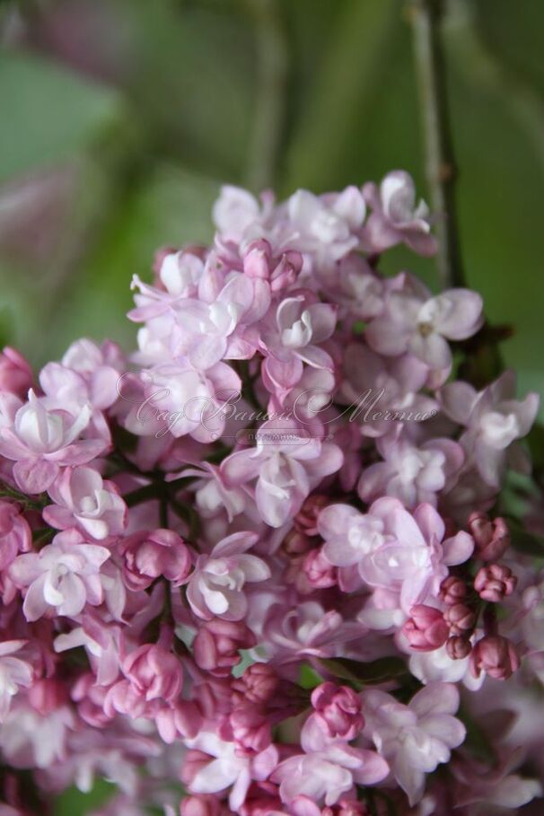 Сирень "Эдди Тишлер" / Syringa vulgaris "Addie Tischler" — фото 4