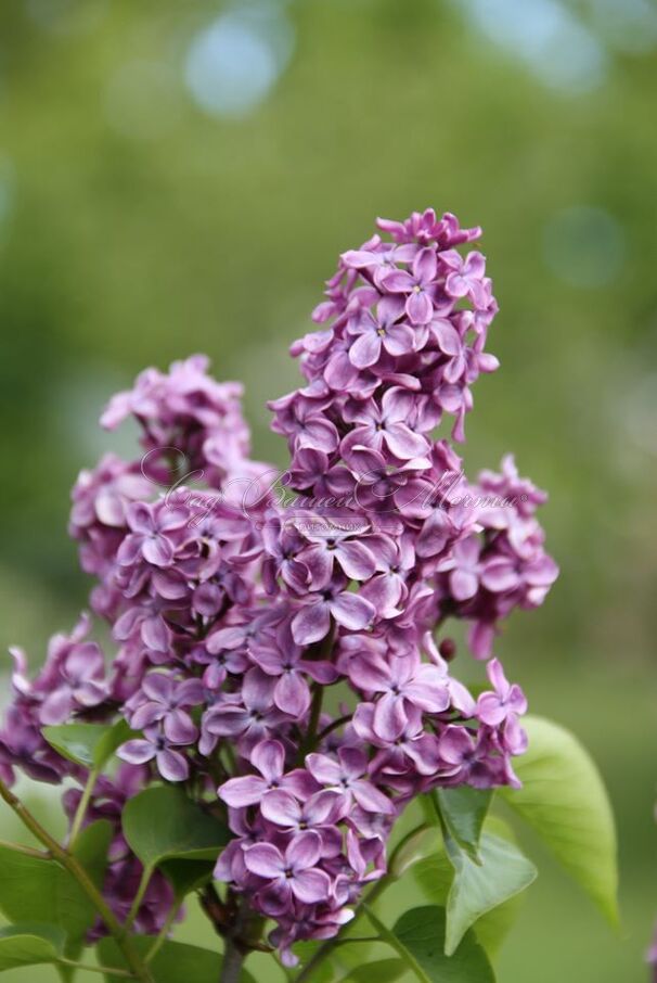 Сирень "Эдмон Буассе" / Syringa vulgaris "Edmond Boissier" — фото 2