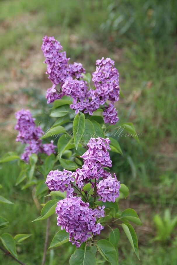 Сирень "Эдмон Буассе" / Syringa vulgaris "Edmond Boissier" — фото 3