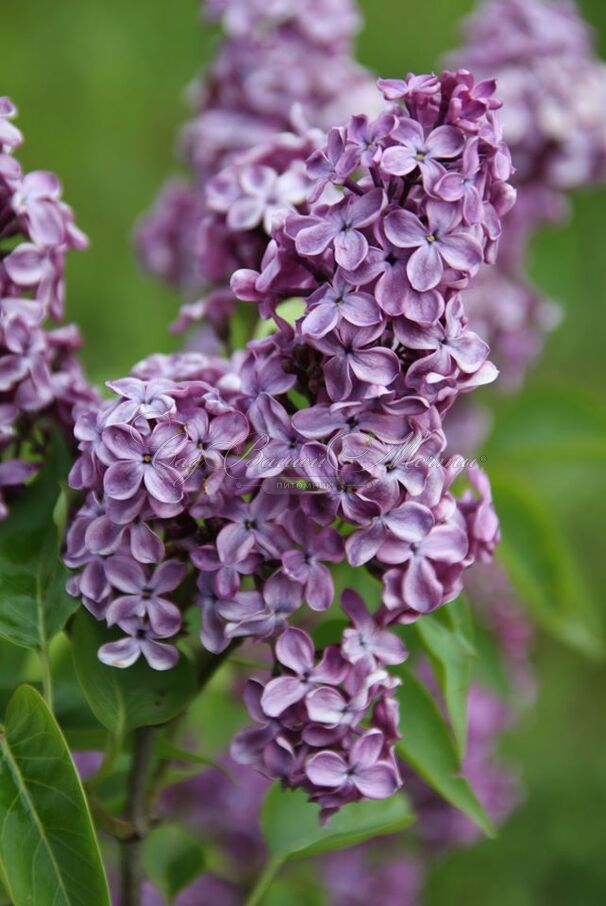 Сирень "Эдмон Буассе" / Syringa vulgaris "Edmond Boissier" — фото 4