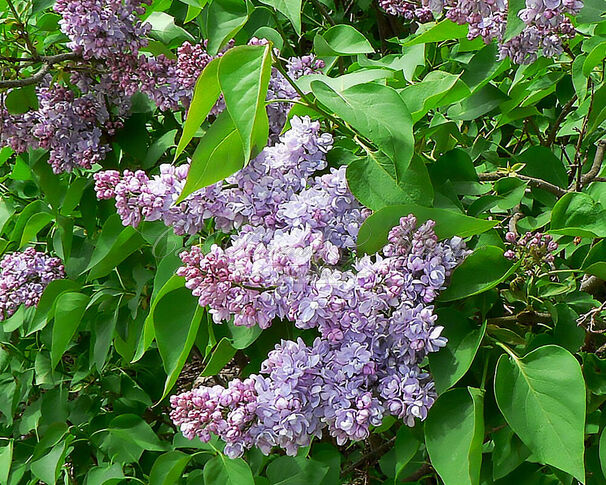 Сирень "Эмиль Лемуан" / Syringa vulgaris "Emile Lemoine" — фото 2