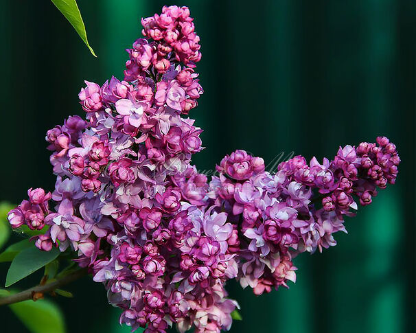 Сирень "Эмиль Лемуан" / Syringa vulgaris "Emile Lemoine" — фото 3