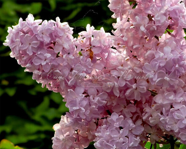 Сирень "Юрий Гагарин / Syringa vulgaris "Yurii Gagarin" — фото 2