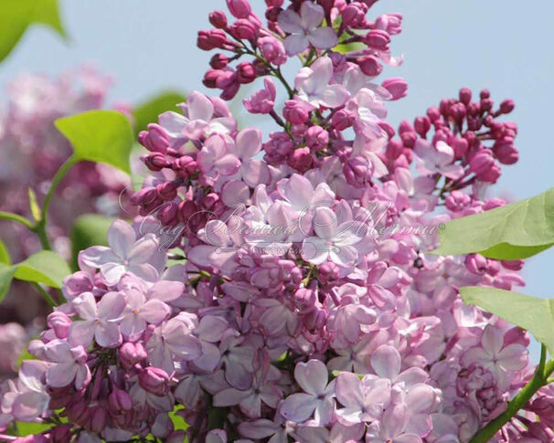 Сирень "Дарк найт" / Syringa hyacinthiflora "Dark Night" — фото 2