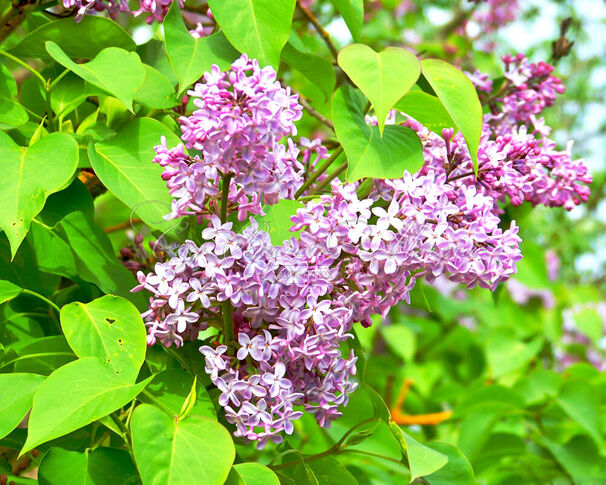 Сирень "Калифорния Роуз" / Syringa hyacinthiflora "California Rose" — фото 2