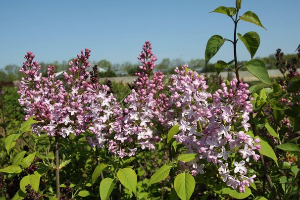 Сирень "Невеста" / Syringa hyacinthiflora "Nevesta" — фото 2