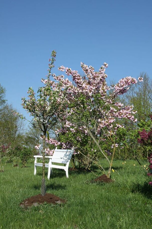 Сирень "Невеста" / Syringa hyacinthiflora "Nevesta" — фото 3