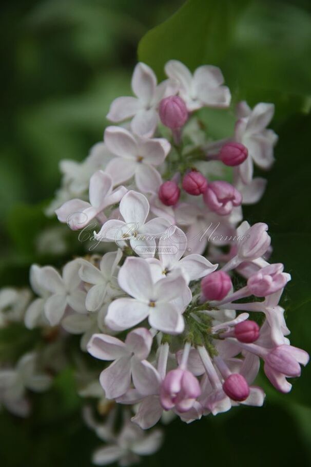 Сирень "Невеста" / Syringa hyacinthiflora "Nevesta" — фото 4