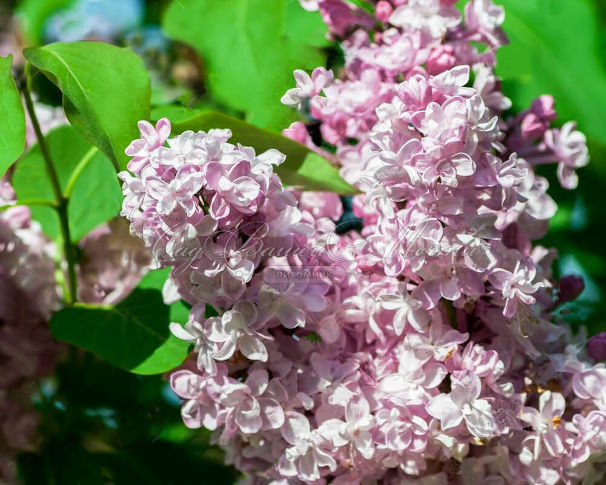 Сирень "Рованкрофт" / Syringa hyacinthiflora "Rowancroft Pink" — фото 2