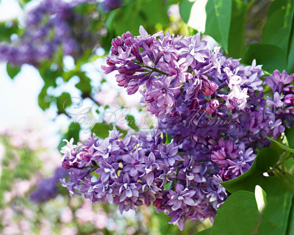 Сирень "Роял Перпл" / Syringa hyacinthiflora "Royal Purple" — фото 2