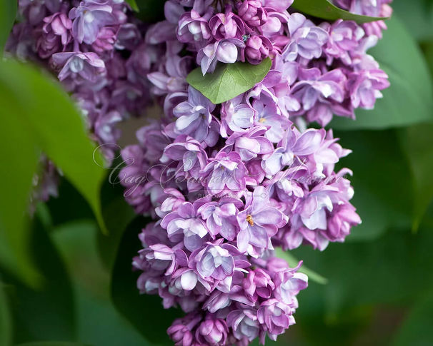Сирень "Свартмор" / Syringa hyacinthiflora "Swarthmore" — фото 2