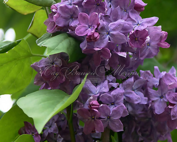 Сирень "Шереметьев" / Syringa hyacinthiflora "Sheremetev" — фото 2