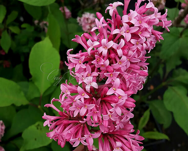 Сирень "Мисс Канада" / Syringa prestoniae "Miss Canada" — фото 2