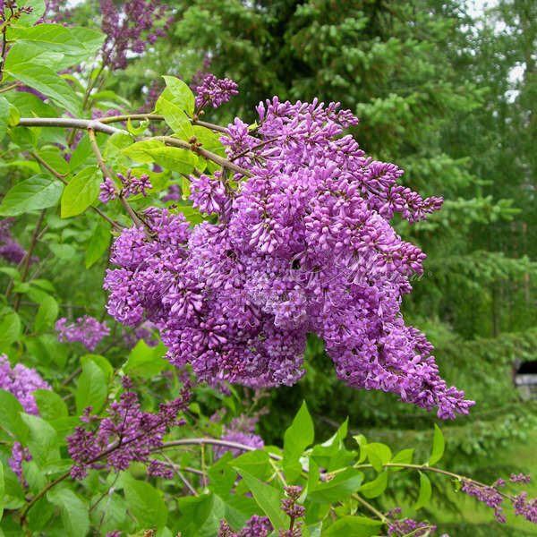 Сирень "Аниола" / Syringa henryi "Ainola" — фото 2