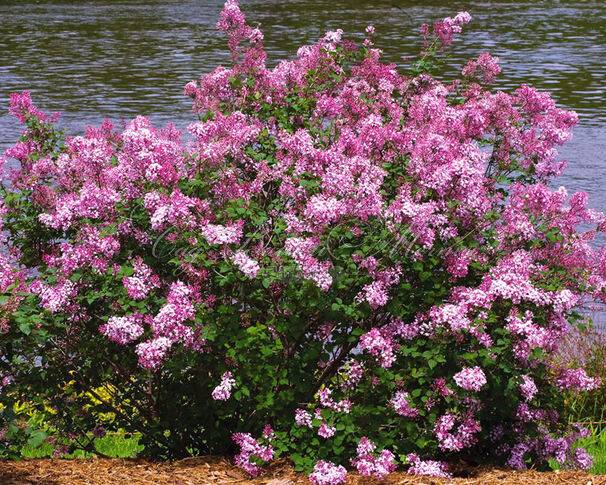 Сирень "Пинк Парфюм" / Syringa meyeri "Pink Perfume" — фото 2