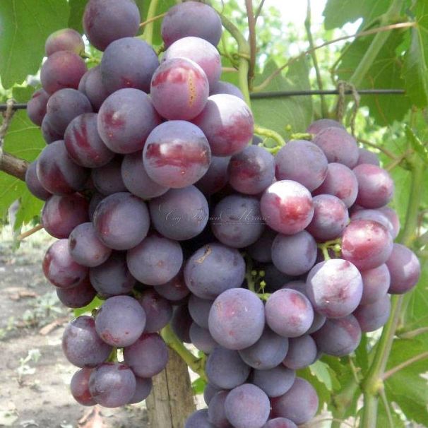Виноград "Фавор" — фото 3