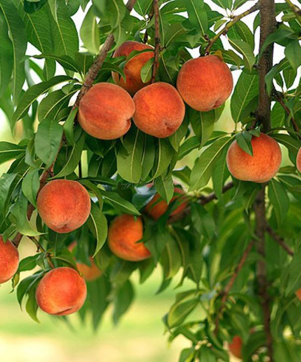 Колоновидный персик "Тотем садовода" — фото 2