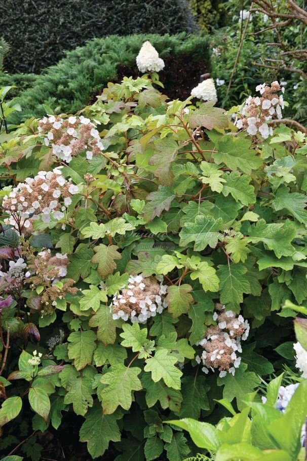 Гортензия гибридная Теннеси Клон / Hydrangea quercifolia Tennessee Clone — фото 2