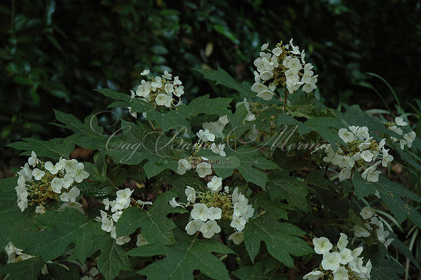 Гортензия гибридная Теннеси Клон / Hydrangea quercifolia Tennessee Clone — фото 3