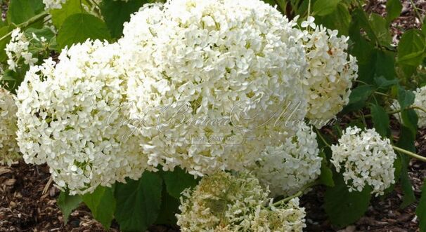 Гортензия древовидная Баунти / Hydrangea arborescens arb. Bounty — фото 2