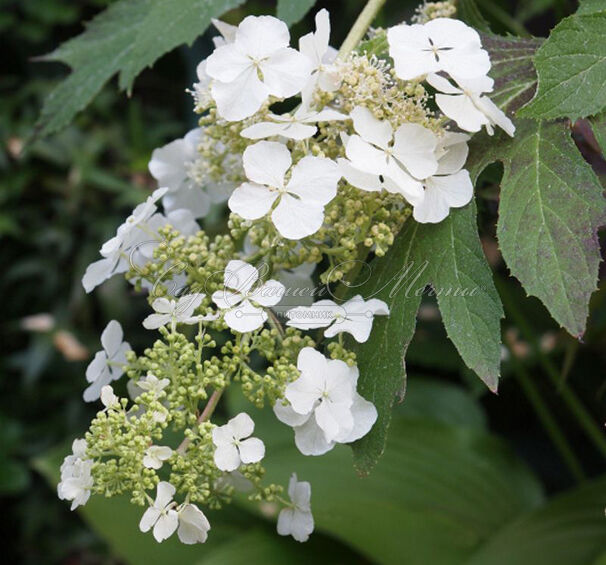 Гортензия дуболистная Айс Кристал / Hydrangea quercifolia Ice Crystal — фото 3