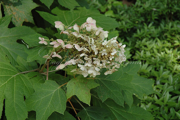 Гортензия дуболистная Айс Кристал / Hydrangea quercifolia Ice Crystal — фото 4