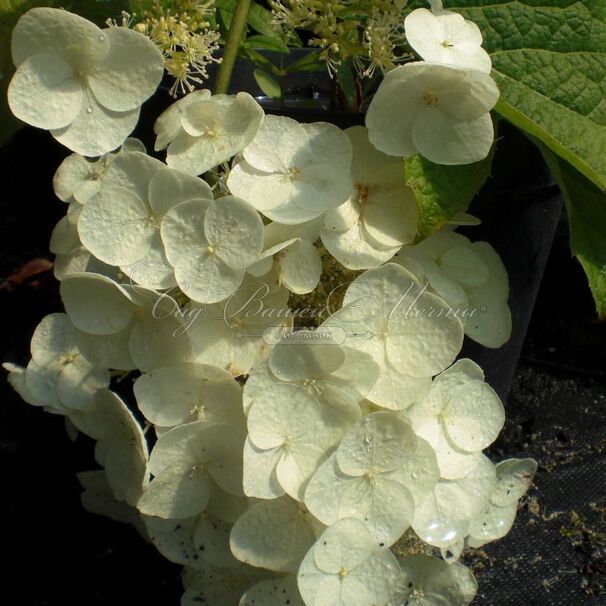 Гортензия дуболистная Апплауз / Hydrangea quercifolia Applause — фото 2