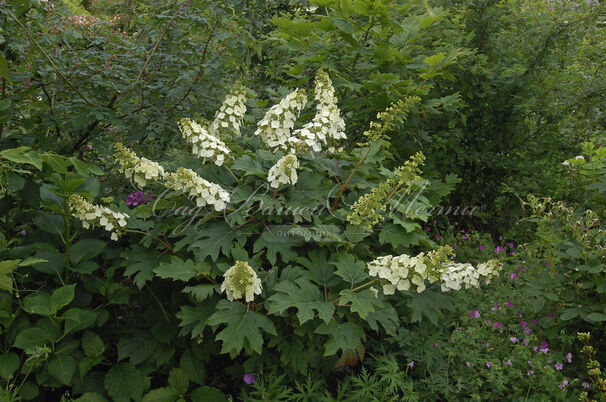 Гортензия дуболистная Апплауз / Hydrangea quercifolia Applause — фото 3