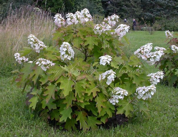 Гортензия дуболистная Апплауз / Hydrangea quercifolia Applause — фото 4