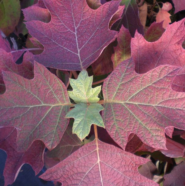 Гортензия дуболистная Апплауз / Hydrangea quercifolia Applause — фото 5
