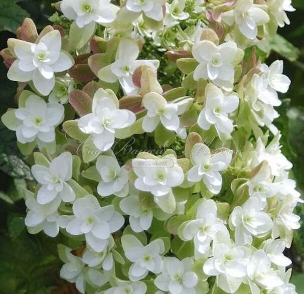 Гортензия дуболистная Блек порч / Hydrangea quercifolia Black Porch — фото 2