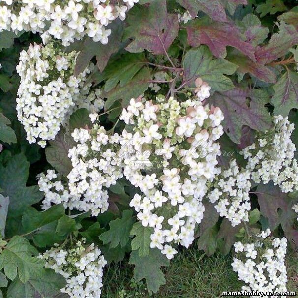 Гортензия дуболистная Блек порч / Hydrangea quercifolia Black Porch — фото 6