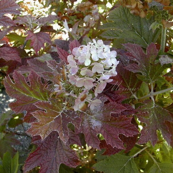 Гортензия дуболистная Бургунди / Hydrangea quercifolia Burgundy — фото 2