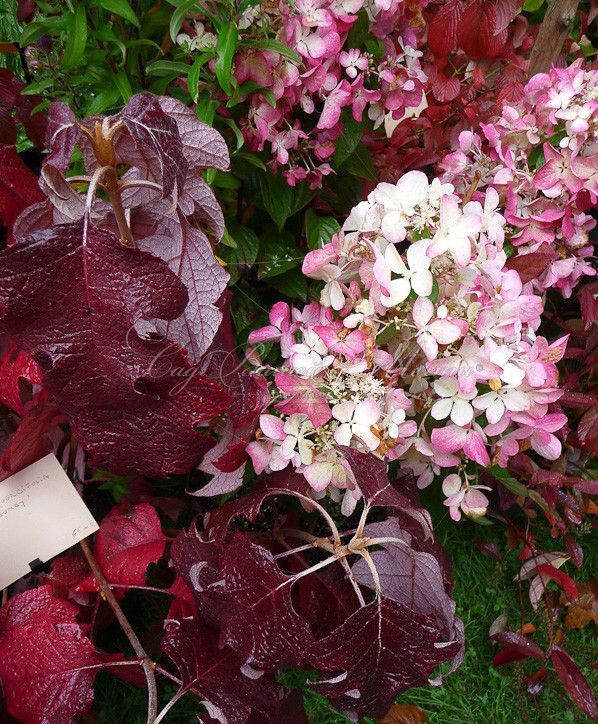 Гортензия дуболистная Бургунди / Hydrangea quercifolia Burgundy — фото 3