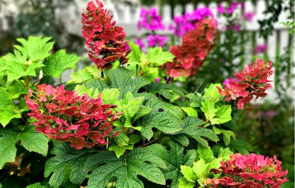 Гортензия дуболистная Бургунди / Hydrangea quercifolia Burgundy — фото 4