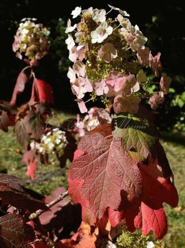 Гортензия дуболистная Бургунди / Hydrangea quercifolia Burgundy — фото 5