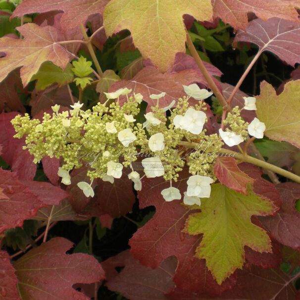 Гортензия дуболистная Бургунди / Hydrangea quercifolia Burgundy — фото 6