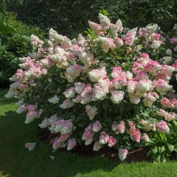 Гортензия метельчатая Ванилла Строуберри / Hydrangea panniculata Vanilla Strawberry — фото 2