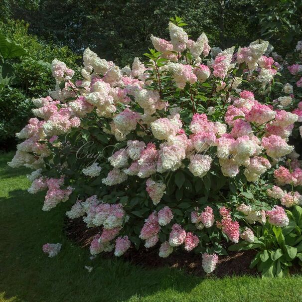 Гортензия метельчатая Ванилла Строуберри / Hydrangea panniculata Vanilla Strawberry — фото 2