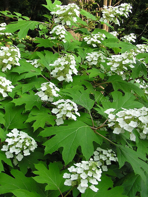 Гортензия дуболистная Пи Ви / Hydrangea quercifolia Pee Wee — фото 2