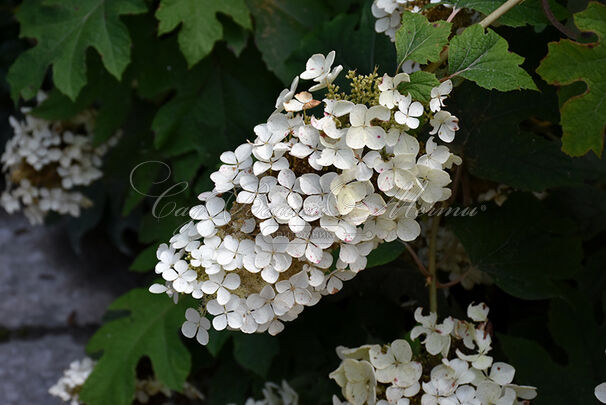 Гортензия дуболистная Пи Ви / Hydrangea quercifolia Pee Wee — фото 3