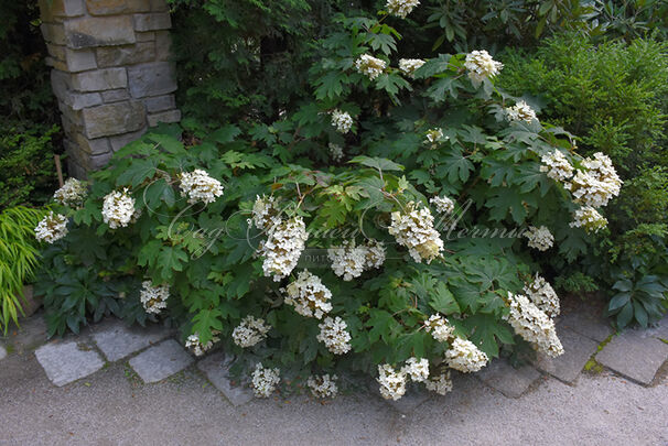 Гортензия дуболистная Пи Ви / Hydrangea quercifolia Pee Wee — фото 4