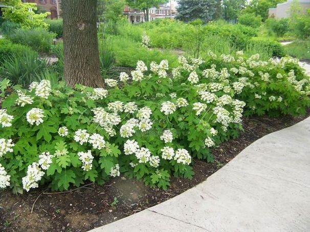 Гортензия дуболистная Пи Ви / Hydrangea quercifolia Pee Wee — фото 5