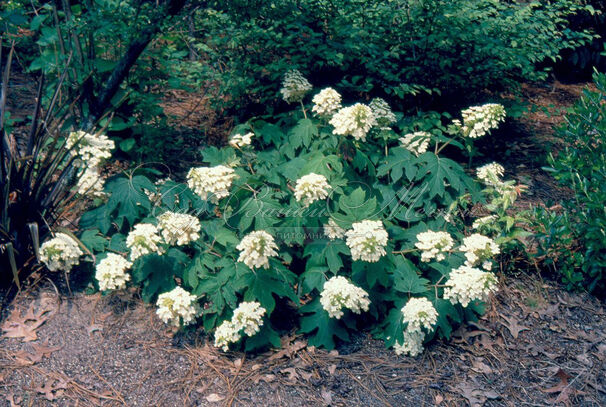 Гортензия дуболистная Пи Ви / Hydrangea quercifolia Pee Wee — фото 6