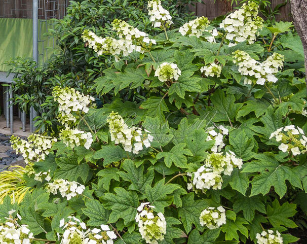 Гортензия дуболистная Сайкс Дварф / Hydrangea quercifolia Sike's Dwarf — фото 2