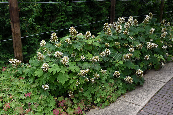 Гортензия дуболистная Сайкс Дварф / Hydrangea quercifolia Sike's Dwarf — фото 3