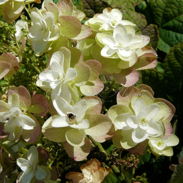 Гортензия дуболистная Сайкс Дварф / Hydrangea quercifolia Sike's Dwarf — фото 4